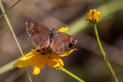 Calephelis arizonensis