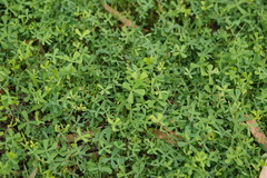 Marsilea costulifera