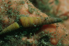 Seila crocea