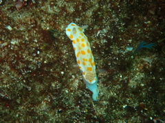 Goniobranchus tasmaniensis
