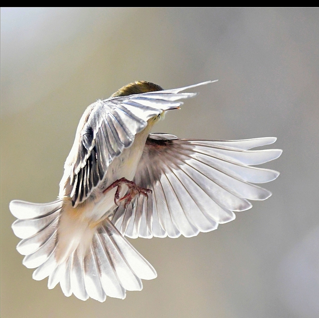 American Goldfinch (Spinus tristis)