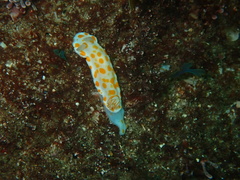 Goniobranchus tasmaniensis