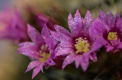 Mammillaria spinosissima tepoxtlana