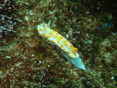Goniobranchus tasmaniensis
