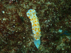 Goniobranchus tasmaniensis