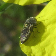 Acmaeodera neglecta
