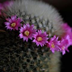 Mammillaria spinosissima tepoxtlana