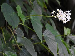 Begonia obliqua