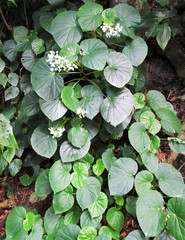 Begonia obliqua