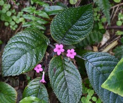 Chrysothemis melittifolia