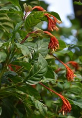 Palicourea croceoides