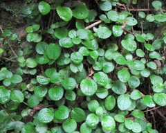 Pilea nummulariifolia