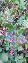Eupatorium tashiroi