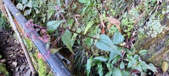 Eupatorium tashiroi