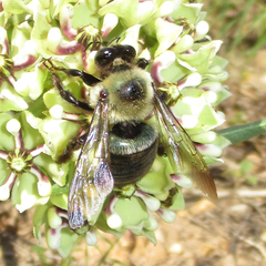 Xylocopa virginica texana