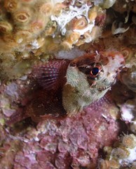 Scorpaenodes evides