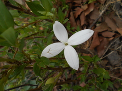Bouvardia longiflora