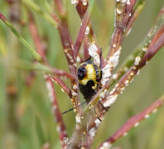 Aplerotus maculatus