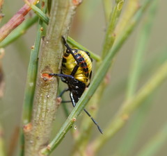 Aplerotus maculatus