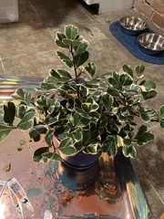 Ficus triangularis