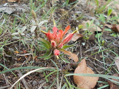 Castilleja moranensis