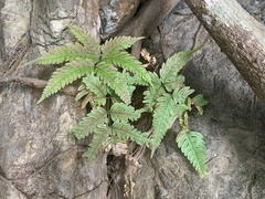 Pteris linearis