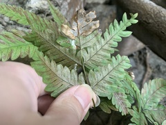 Pteris linearis