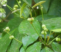 Macaranga subdentata