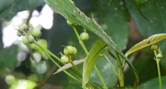 Macaranga subdentata