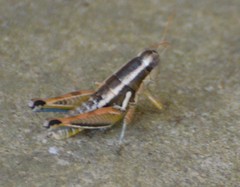 Paraidemona
