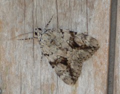 Catocala amica