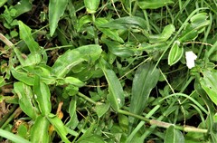 Aneilema aequinoctiale