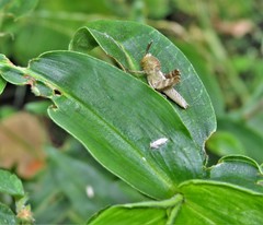 Abisares viridipennis
