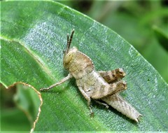 Abisares viridipennis