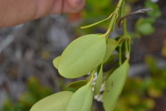Melodinus