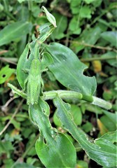 Aneilema aequinoctiale