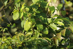 Setophaga magnolia image