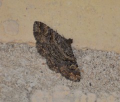 Toxonprucha repentis