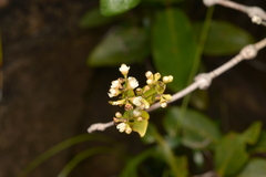 Syzygium pseudopinnatum