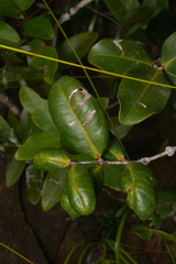 Syzygium pseudopinnatum