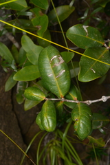 Syzygium pseudopinnatum