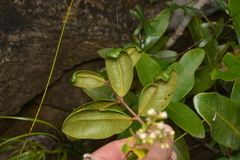 Syzygium pseudopinnatum