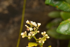 Syzygium pseudopinnatum