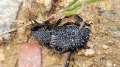 Talaurinus verrucosus
