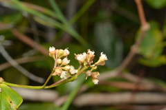 Syzygium pseudopinnatum