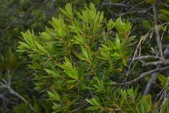 Styphelia veillonii