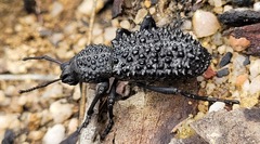 Talaurinus verrucosus