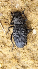 Talaurinus verrucosus