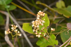 Syzygium pseudopinnatum