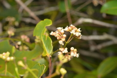 Syzygium pseudopinnatum